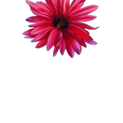 flower, crown, jewelry, staff transparent PNG cut-out