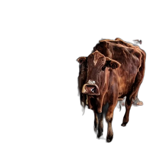 animal, creature, face, food, photorealistic, concept art, 3d render, pixel art transparent PNG cut-out