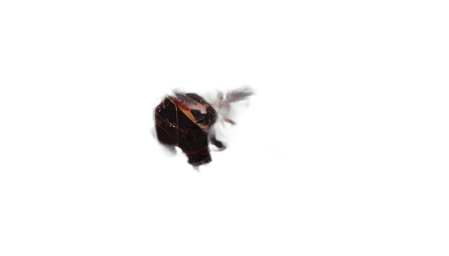 hair, animal, creature, crown, 3d render, photorealistic, pixel art, concept art transparent PNG cut-out