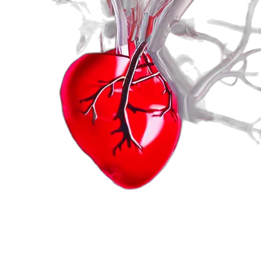 3d render, photorealistic, close, anatomical, model, human, heart, made transparent PNG cut-out