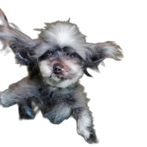 animal, creature, staff, hair transparent PNG cut-out