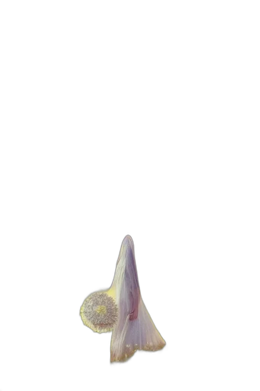 flower, staff, umbrella, weapon transparent PNG cut-out