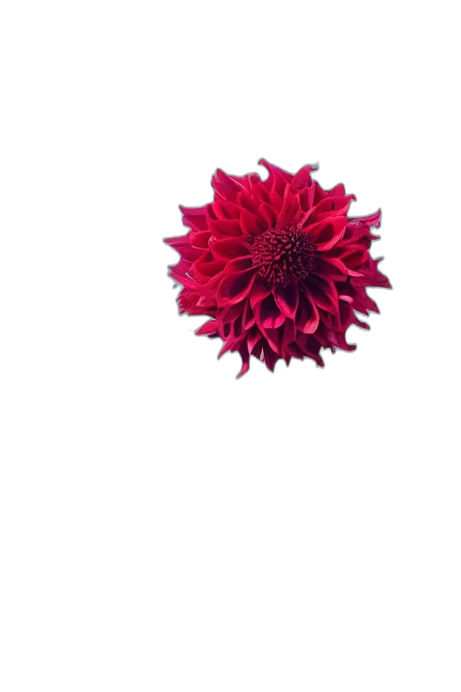 flower, crown, jewelry, staff, 3d render, photorealistic, pixel art, concept art transparent PNG cut-out