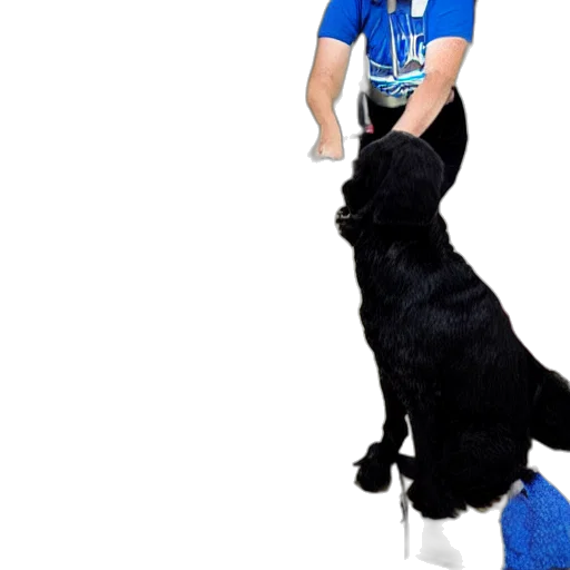 staff, animal, bad, dog, grooming transparent PNG cut-out
