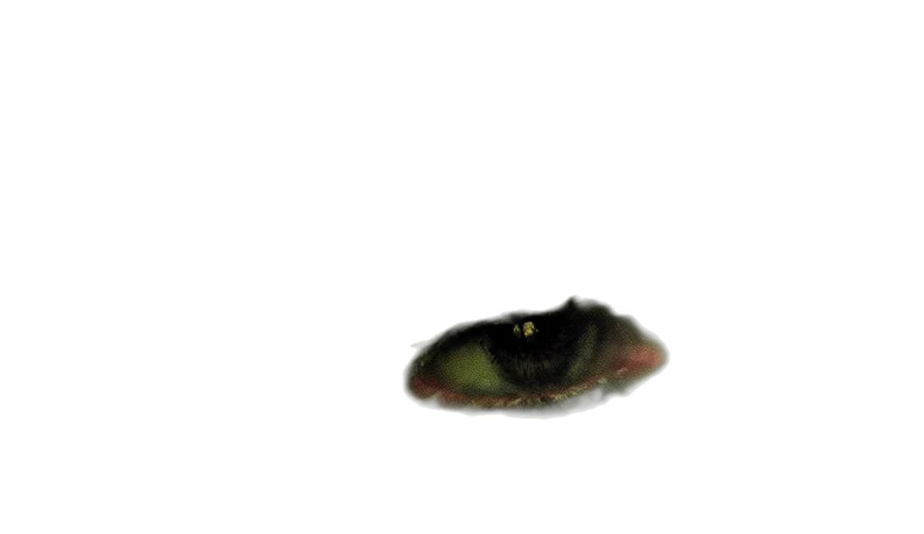 creature, animal, hat, hair transparent PNG cut-out