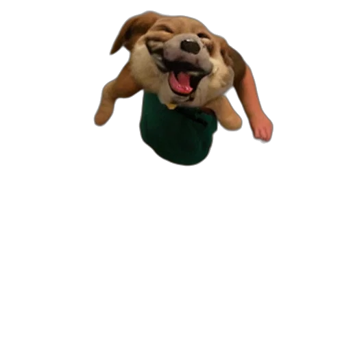 animal, creature, staff, face transparent PNG cut-out