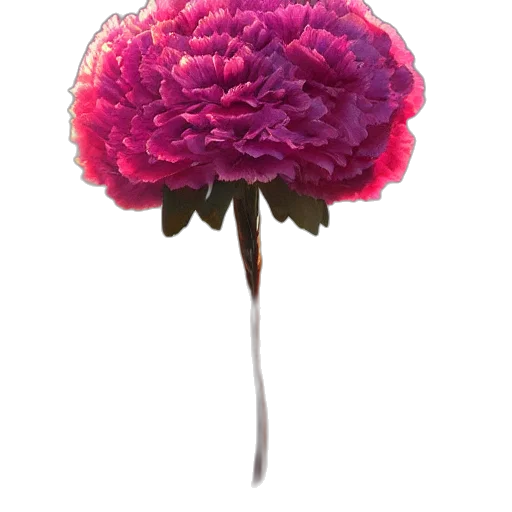 flower, crown, umbrella, hat transparent PNG cut-out