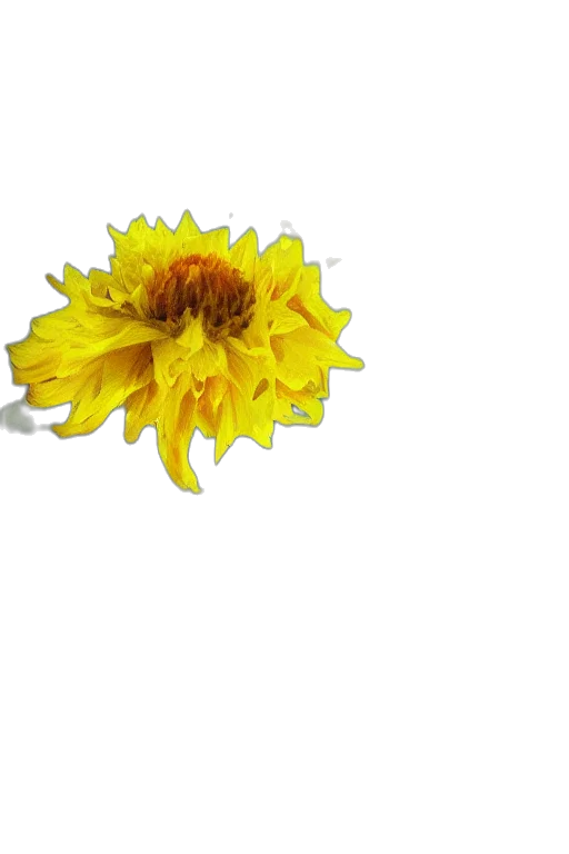 flower, crown, jewelry, staff, 3d render, photorealistic, pixel art, concept art transparent PNG cut-out