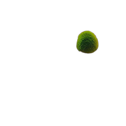 tree, food, staff, hair transparent PNG cut-out