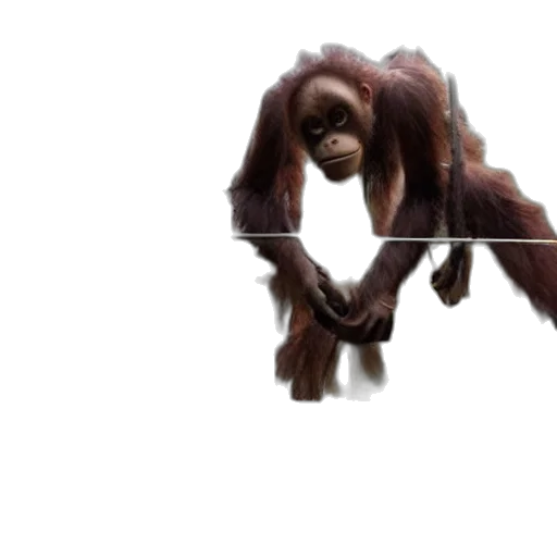 animal, staff, creature, hair transparent PNG cut-out