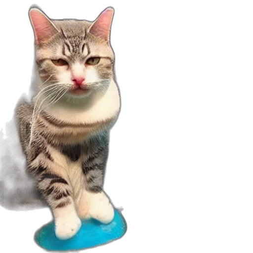 shoes, staff, animal, hat, 3d render, photorealistic, cat, waterbender transparent PNG cut-out