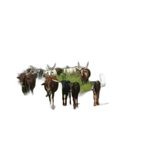 animal, hair, staff, crown, concept art, 3d render, photorealistic, pixel art transparent PNG cut-out