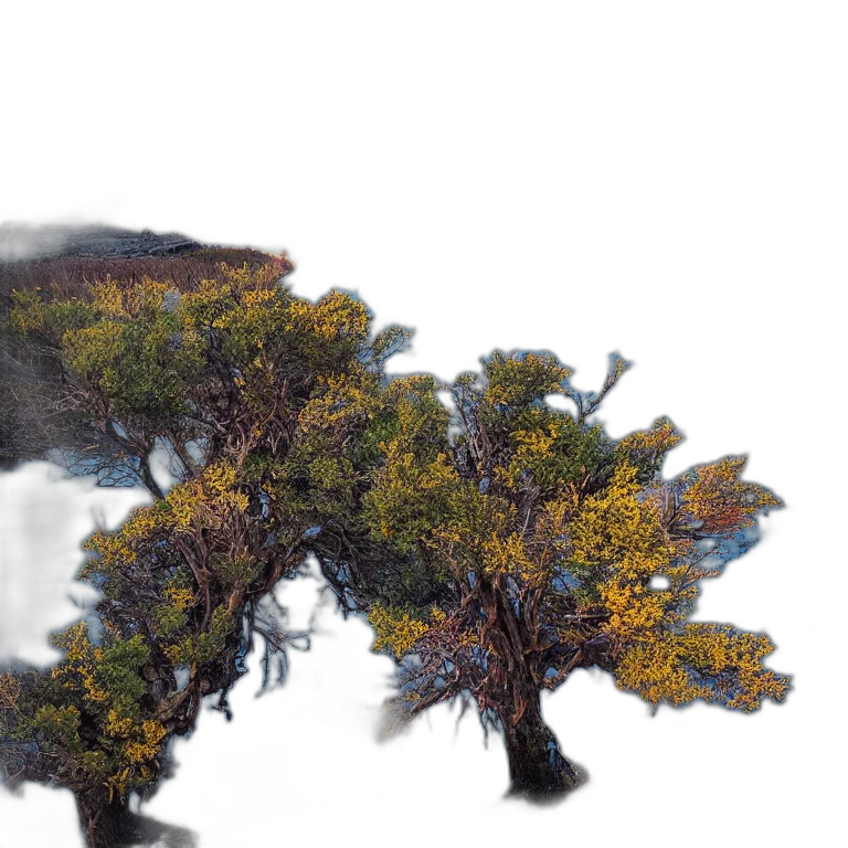 tree, crown, dragon, hair transparent PNG cut-out