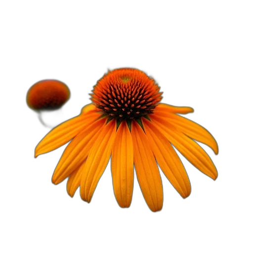 flower, crown, staff, jewelry, 3d render, photorealistic, concept art, oil painting transparent PNG cut-out