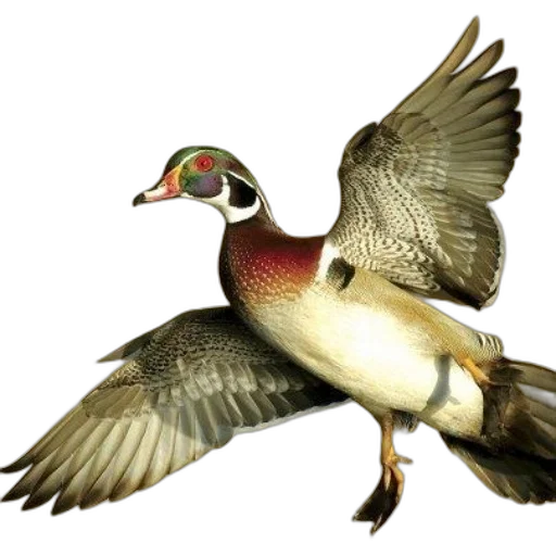 animal, creature, 3d render, photorealistic, concept art, watercolor, waterfowl, north transparent PNG cut-out