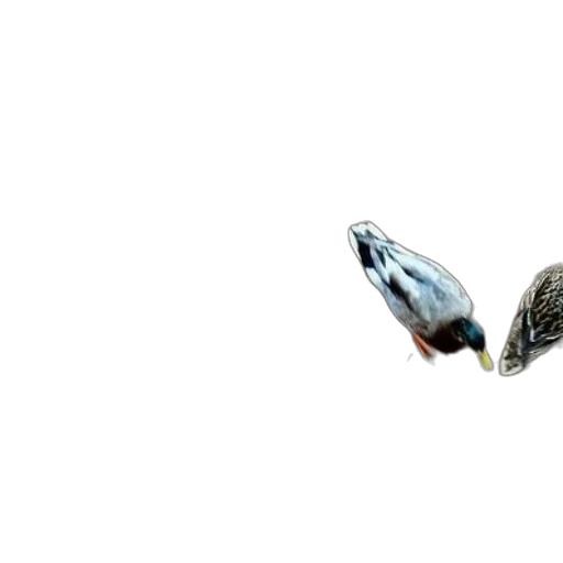 shoes, jewelry, animal, hair, 3d render, photorealistic, concept art, fantasy art transparent PNG cut-out