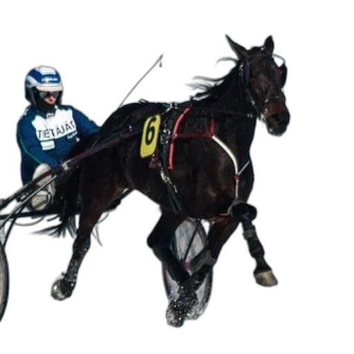 staff, animal, photorealistic, concept art, black, horse, number, side transparent PNG cut-out