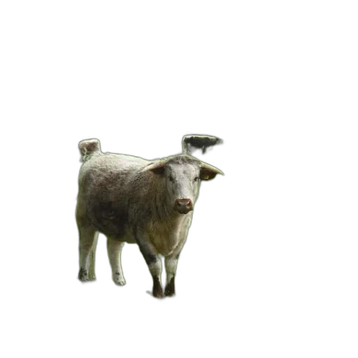 animal, creature, robot, weapon transparent PNG cut-out