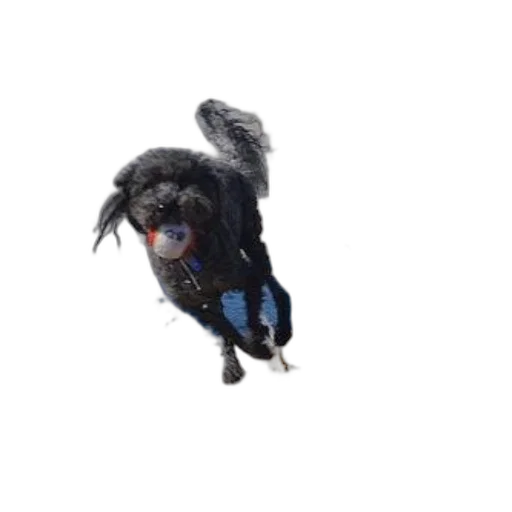 animal, creature, dragon, staff, 3d render, photorealistic, black, dog transparent PNG cut-out