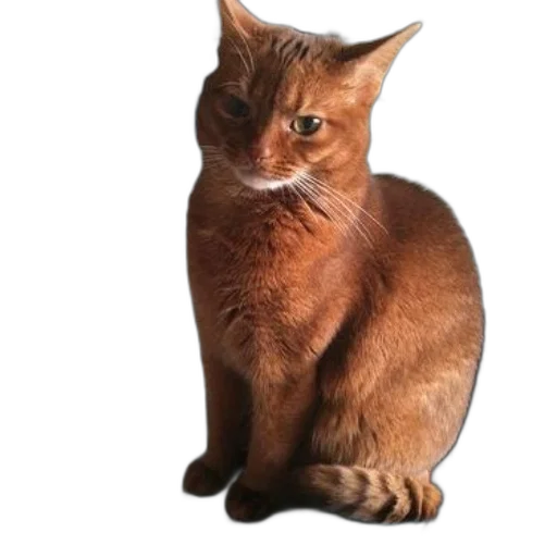 animal, staff, creature, face, photorealistic, 3d render, ginger, cat transparent PNG cut-out