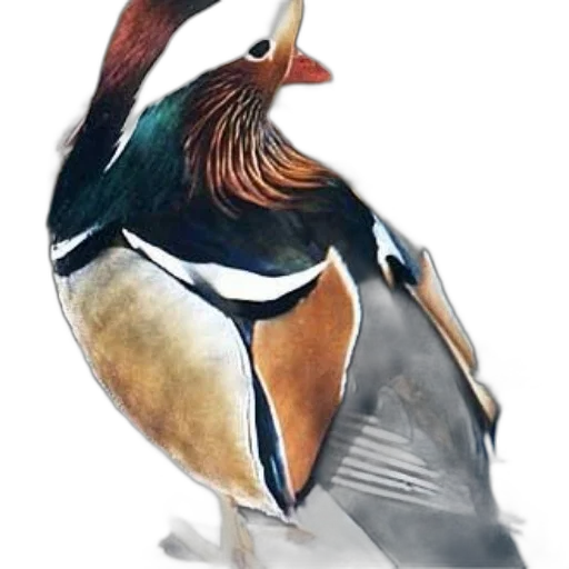 animal, watercolor, photorealistic, concept art, oil painting, vibrant, mandarin, duck transparent PNG cut-out