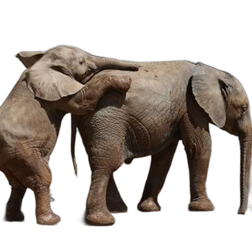 animal, creature, 3d render, concept art, photorealistic, earth tones, two, playful transparent PNG cut-out