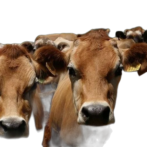 animal, food, photorealistic, group, brown, cows, ear, tags transparent PNG cut-out