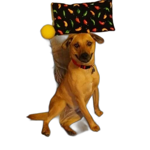 hat, staff, umbrella, crown, dog, sits, couch, red transparent PNG cut-out
