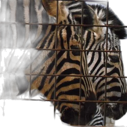 animal, mask, face, creature, two, zebras, standing, behind transparent PNG cut-out