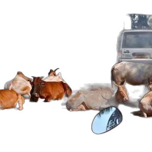 car, food, animal, concept art, group, cows, rests, dirt transparent PNG cut-out