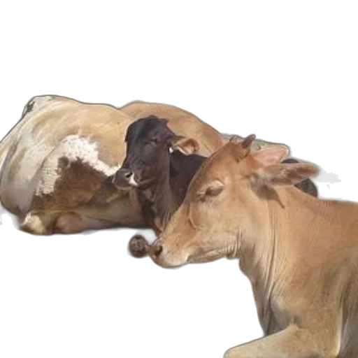 animal, food, hair, creature, photorealistic, cows, rest, sand transparent PNG cut-out