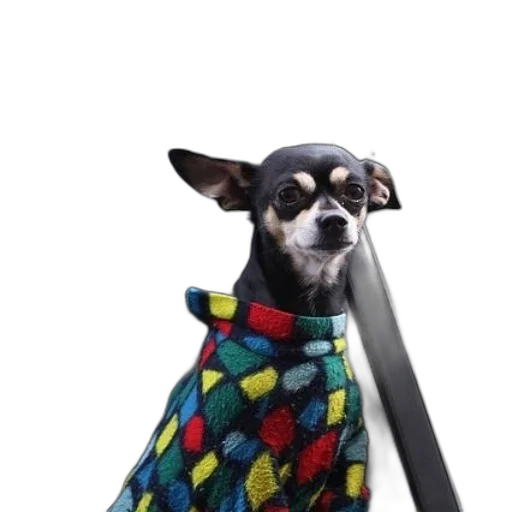 staff, animal, umbrella, jacket transparent PNG cut-out