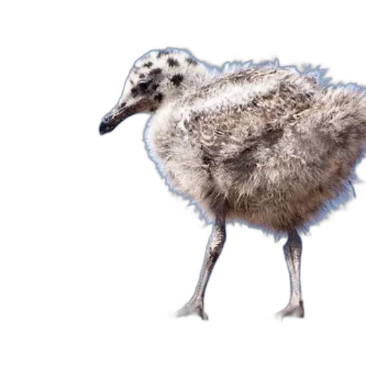 animal, creature, photorealistic, concept art, watercolor, 3d render, fluffy, baby transparent PNG cut-out