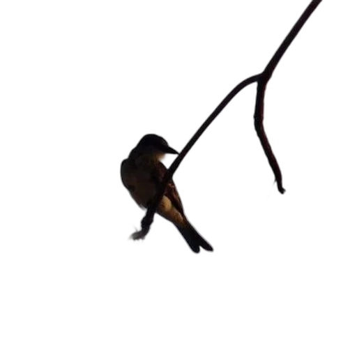 staff, animal, creature, dragon, 3d render, photorealistic, concept art, pixel art transparent PNG cut-out