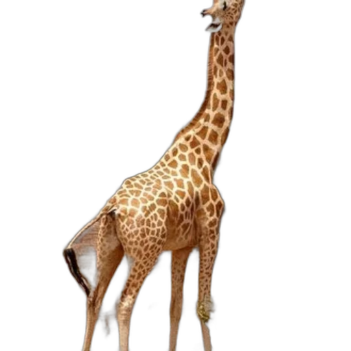 animal, creature, staff, hat, concept art, 3d render, photorealistic, fantasy art transparent PNG cut-out