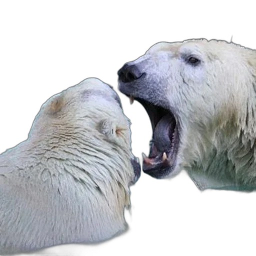animal, creature, food, face, photorealistic, 3d render, concept art, underwater transparent PNG cut-out