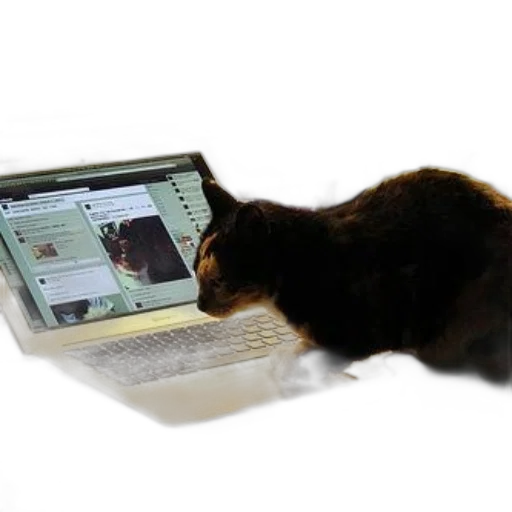 staff, animal, cat, curiously, explores, laptop, displaying, social transparent PNG cut-out