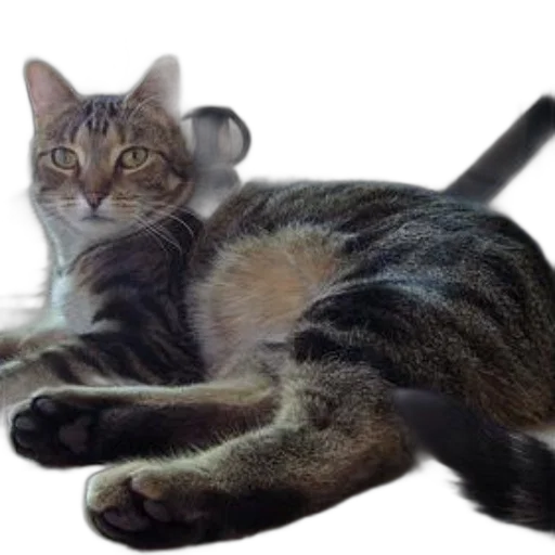 animal, creature, staff, weapon, photorealistic, 3d render, concept art, tabby transparent PNG cut-out