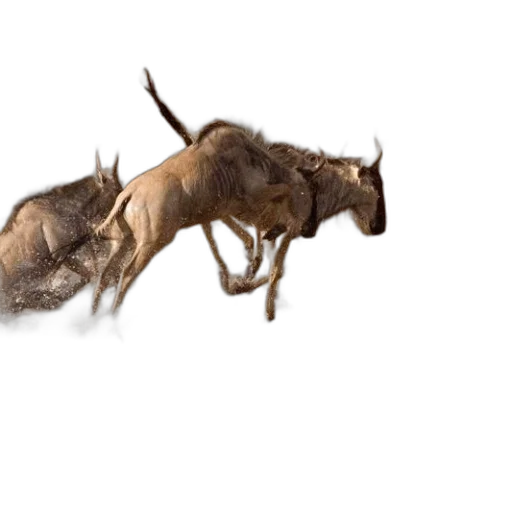 animal, creature, dragon, hair, concept art, photorealistic, 3d render, group transparent PNG cut-out