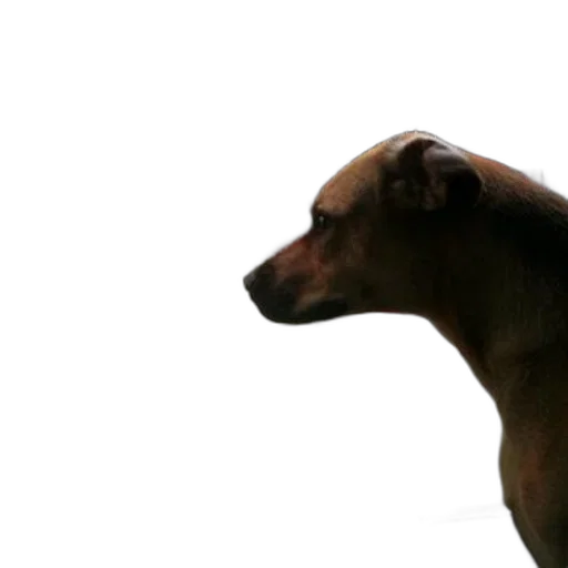 animal, creature, staff, face, 3d render, photorealistic, concept art, pixel art transparent PNG cut-out