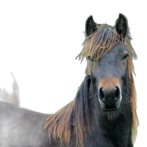 animal, hair, creature, hat, photorealistic, 3d render, concept art, fantasy art transparent PNG cut-out