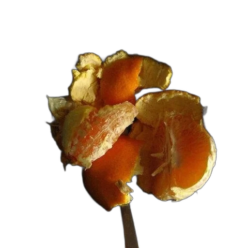 flower, staff, food, crown, photorealistic, 3d render, concept art, golden transparent PNG cut-out