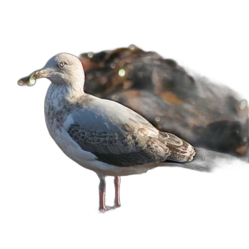 animal, creature, crown, jacket, 3d render, photorealistic, concept art, seagull transparent PNG cut-out