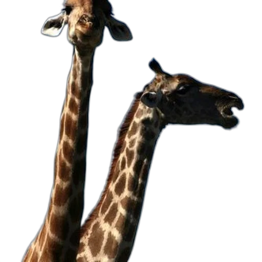 animal, creature, hat, staff, 3d render, concept art, photorealistic, two transparent PNG cut-out