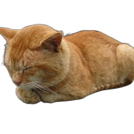 animal, shoes, staff, creature, photorealistic, 3d render, concept art, ginger transparent PNG cut-out