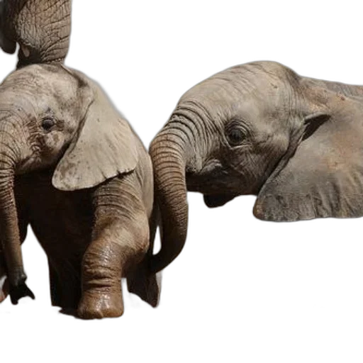animal, photorealistic, 3d render, concept art, earth tones, two, young, elephants transparent PNG cut-out