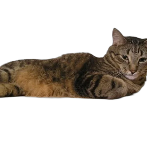 animal, staff, creature, furniture, photorealistic, 3d render, tabby, cat transparent PNG cut-out