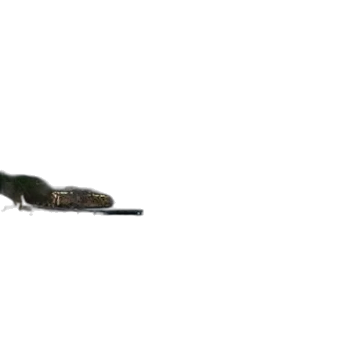 animal, dragon, creature, hair, 3d render, concept art, photorealistic, outer space transparent PNG cut-out
