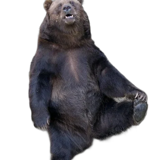 animal, creature, staff, food transparent PNG cut-out