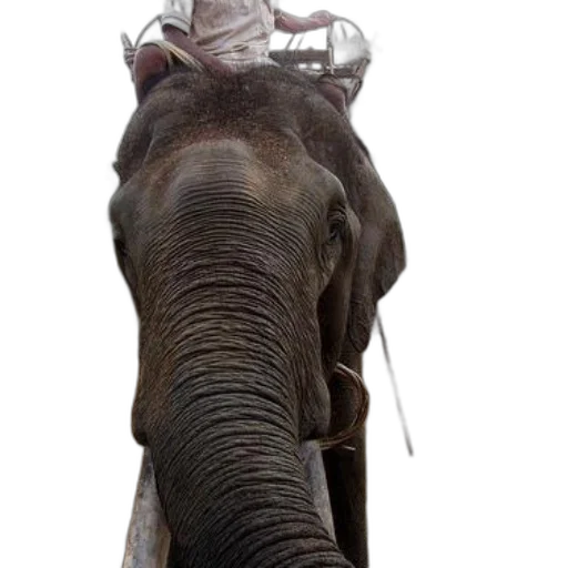 animal, creature, staff, mask, photorealistic, 3d render, concept art, person transparent PNG cut-out